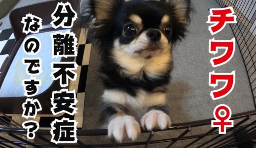 【分離不安症 犬】ごめんなさい　全て飼い主の責任です