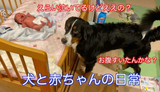 【犬と赤ちゃん】大体全部気になる　バーニーズマウンテンドッグ　 bernese mountain dog