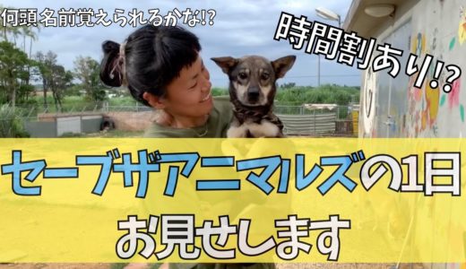 見てください!!保護した後の犬の生活全てみせます!!!