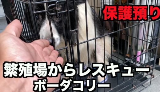 保護犬ボーダーコリー・ようこそ我が家へ【1日目】