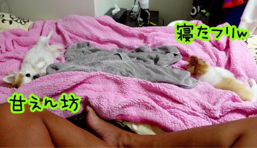 寝る前は特に甘えん坊になる犬と自分も触って欲しくてさりげなくアピールする老犬チワワ