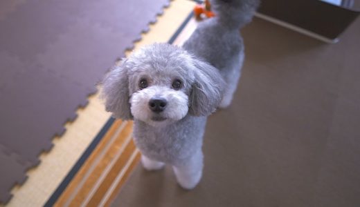 「おにわ」って言葉に反応する犬がかわいいです。