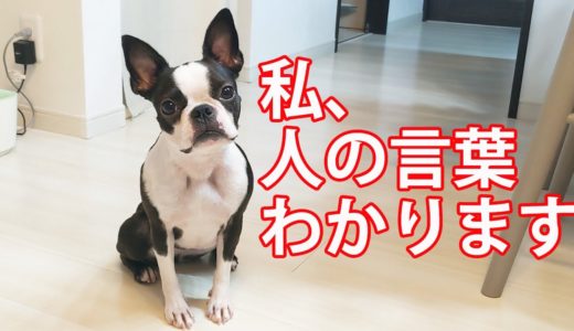 人の言葉を理解する犬!?無言の圧力が凄い…(笑)【ボストンテリアとフレンチブルドッグ】