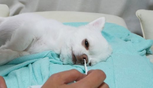 【検証】犬に鼻こよりしてみたらくしゃみをするのか...！！