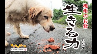 【犬】大雨が止んだんで会いに行った・・・（梅雨時期のお爺）