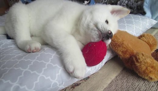 【秋田犬ゆうき】飼い主にもだいぶ慣れた我家に来て一週間目の頃【akita dog puppy】