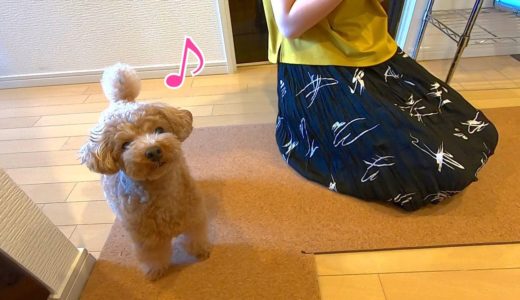 6ヶ月ぶりの美容院から帰ったら犬がすでにスタンバイしてて大喜びしてくれたw【トイプードル】