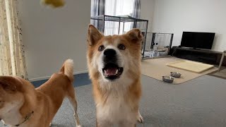 普段穏やかなはずの犬が豹変！福丸が見つめているものとは…⁇