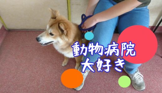 動物病院が大好きな保護犬だん君！先生に会うのが嬉しくてしかたない！笑