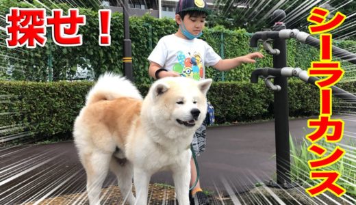 幻魚！シーラカンス探索・秋田犬そうすけ・孫響・隅田川探訪【VLOG】