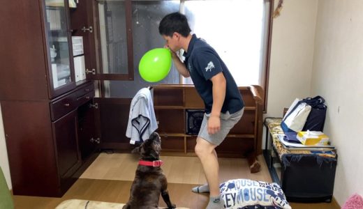 顔面凶器な犬と風船キャッチボールしてみた