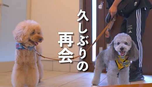 🐶うちの犬が大好きな友達に会いに行きました。【トイプードル】