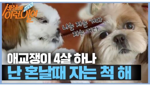 ‘연기 犬’ 하나 , 잠자는 연기로 위기 탈출! ㅣ순간포착 세상에 이런 일이(Instant Capture)ㅣSBS Story