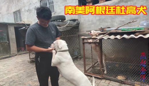 金洋想引进阿根廷杜高犬，满院子的杜高犬品相都不錯，这种品质你见过吗 ？