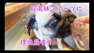 超高級フルーツを前に理性崩壊するパグ犬ぷぅ Pug