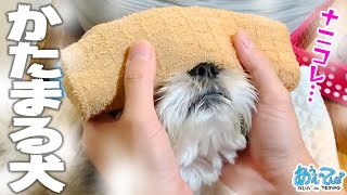 スチームタオルで固まる犬【目のケア】steamed towels feel good eye treatment.