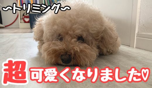 トリミングでモジャモジャが別犬になっちゃいましたw トイプードル /マルプー