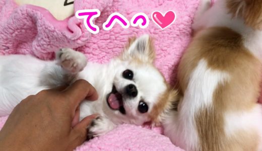 【犬との暮らし】起床後すぐに同化する、ふにゃふにゃなチワワ姉妹💖