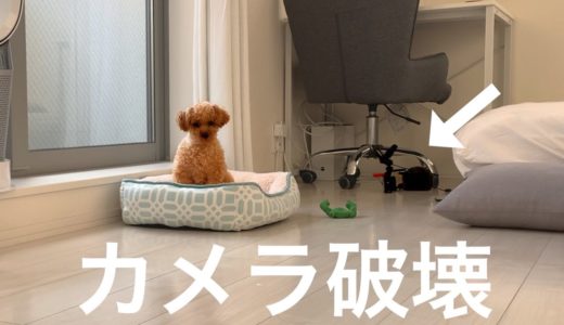 犬のお留守番を隠し撮りしてみたら…絶望した。