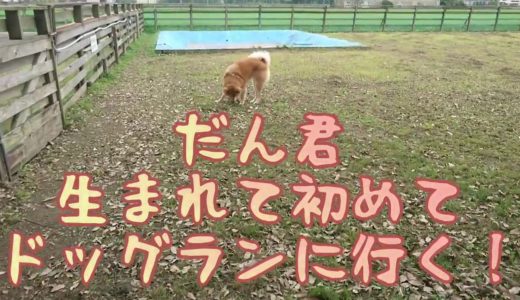 保護犬だん君！生まれて初めてドッグランに行く！だん君楽しめるかな？