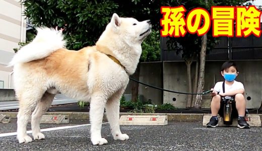 秋田犬・孫の大冒険！強風・川ポチャ・自然は楽しいね♪【VLOG】