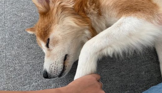 寝る時はきちんと手をつないでいたい犬　福丸