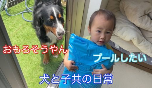 【犬と子供の日常】プール開きにいち早く参加する　バーニーズマウンテンドッグ　 bernese mountain dog