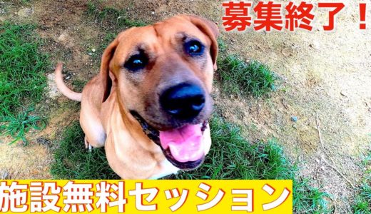 【犬の問題行動】施設無料セッション受付終了させて頂きます！