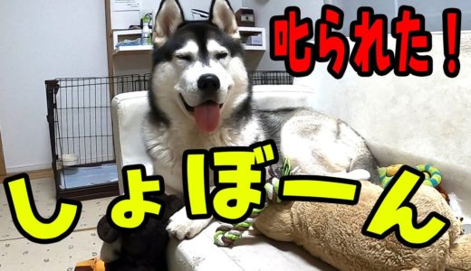 飼い主に叱られてしょぼくれる【ハスキー犬はっちゃん　保護犬トイプードル9ちゃん】