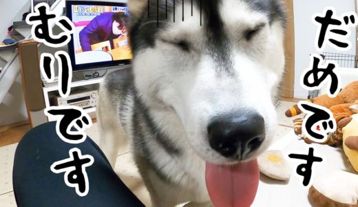 爪切りに悲し気な返事をする犬に笑った