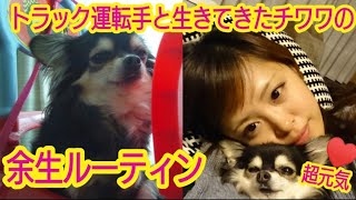 【ルーティン♾️】はしゃぎ方がハンパない老犬チワワの日常♥🐶癒しMAX