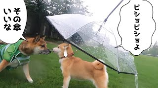 柴犬小春　土砂降りの中、犬用傘で挑んでみたら名言飛び出した　御崎公園