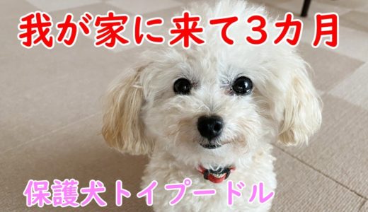 保護犬が我が家に来て３カ月経った変化は？