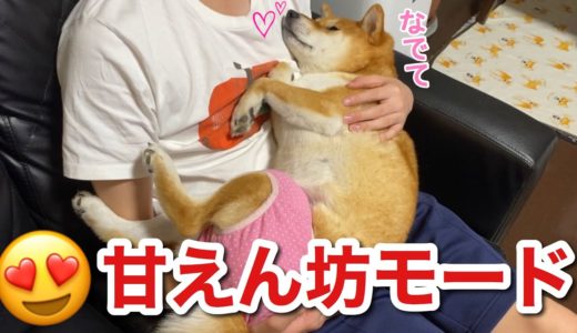 【柴犬】デレ多めの甘えん坊さんだが冷めるのが早い犬