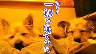 犬の姉妹とキャンプで朝まで一緒に寝てみたら…