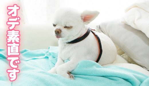 散歩は嫌なのにハーネスを受け入れてしまう可愛いオデ（犬）ｗ