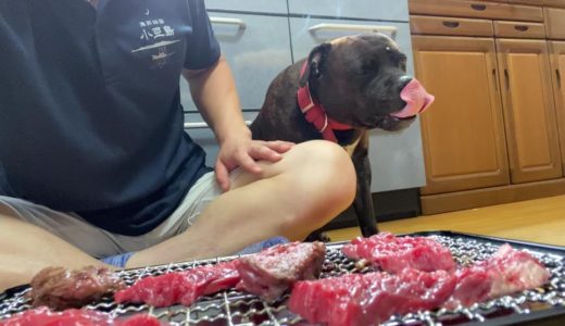 飼い主すら襲いそうな犬と焼肉してみたら？