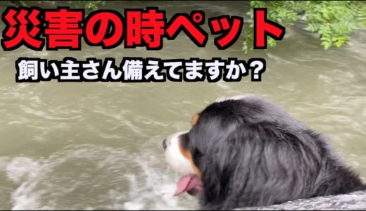 大型犬飼い主が考える災害対策