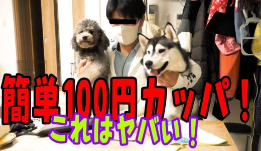 100円で保護犬トイプードルのカッパを作ってみた　ハスキー犬