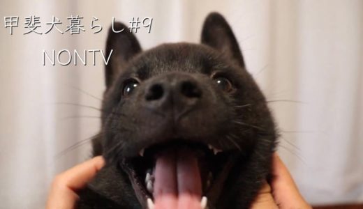 【甲斐犬】口内チェックと舌斑