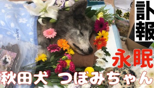 【訃報】秋田犬つぼみちゃん永眠 9:10 ~繁殖 ドッグショーに物申す！