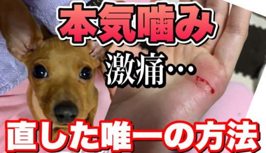 【犬の噛み癖を直す方法】本気噛みから〇〇で直したしつけ方