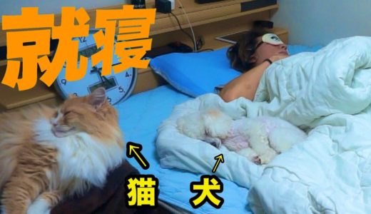 飼い主が就寝中に犬猫俺が大暴れ😪【朝まで隠し撮り】　PDS