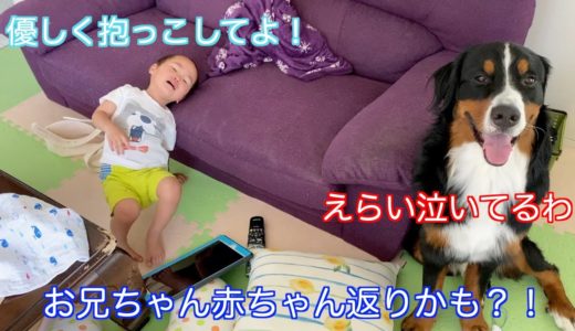 【犬と子供の日常】赤ちゃん返り疑惑の２歳の兄を見守る　バーニーズマウンテンドッグ　 bernese mountain dog