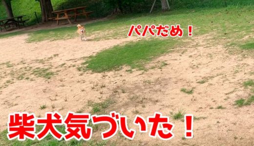 他犬と触れ合うと遠くにいた柴犬がとことこっとやって来た！ shiba inu