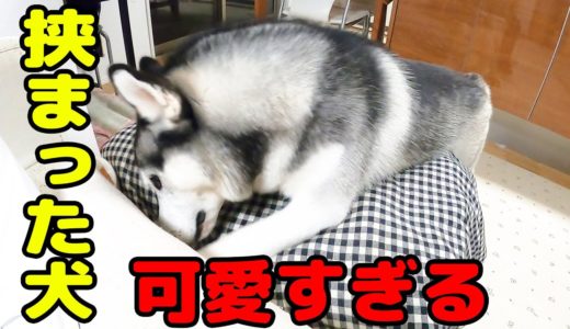 挟まったてしまった犬が可愛い【ハスキー犬はっちゃん　保護犬トイプードル9ちゃん】