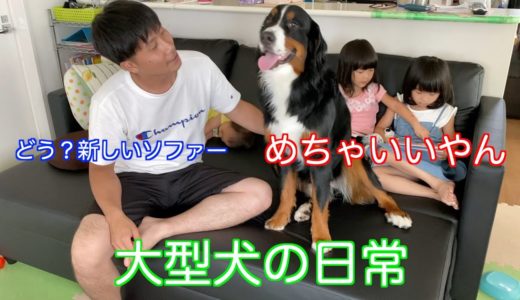 【大型犬の日常】自粛中給付金で新たなる居場所をゲットした　バーニーズマウンテンドッグ　 bernese mountain dog