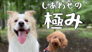 犬の為だけに１日過ごしたら、幸せそうな寝顔に癒されました。【ボーダーコリー】