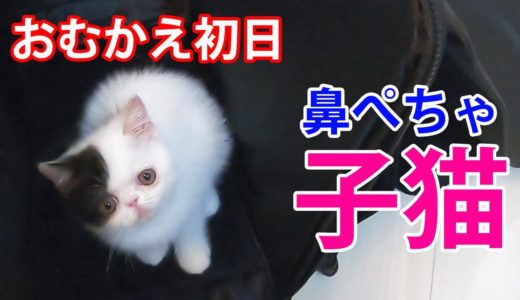 鼻ぺちゃ犬がいる家庭に生後２か月の子猫をお迎えしました【エキゾチックショートヘア】