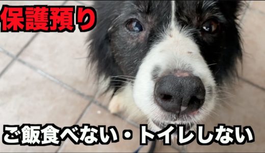 保護犬ボーダーコリー・まだ緊張してるんか？【2日目】